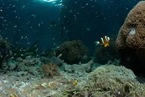 Demak Prints: Reefscape - Bangka Island