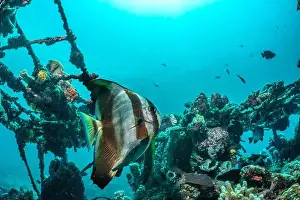 Demak Prints: Reefscape - Bangka Island