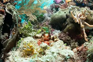 Demak Prints: Reefscape - Bangka Island