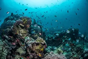 Bosabora Prints: Reefscape - Bangka Island