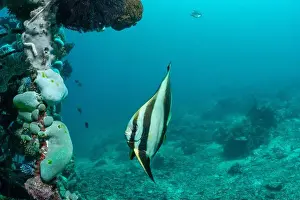 Demak Prints: Reefscape - Bangka Island