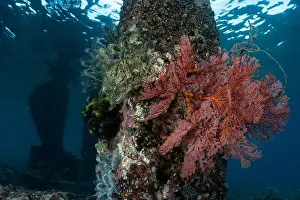 Demak Prints: Reefscape - Bangka Island