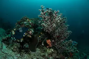 Bosabora Prints: Reefscape - Bangka Island