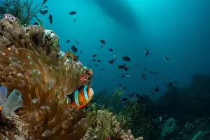Demak Prints: Reefscape - Bangka Island