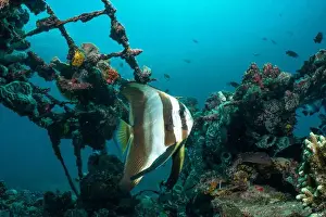Demak Prints: Reefscape - Bangka Island