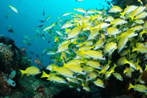 Demak Prints: Reefscape - Bangka Island