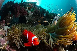 Demak Prints: Reefscape - Bangka Island