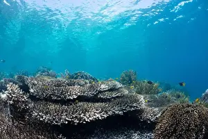 Busabora 2 Prints: Reefscape - Bangka Island