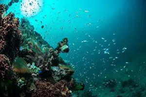 Demak Prints: Reefscape - Bangka Island
