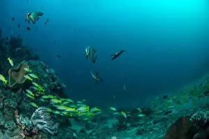 Demak Prints: Reefscape - Bangka Island