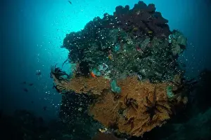 Demak Prints: Reefscape - Bangka Island