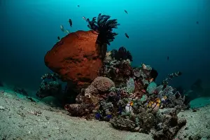 Bosabora Prints: Reefscape - Bangka Island