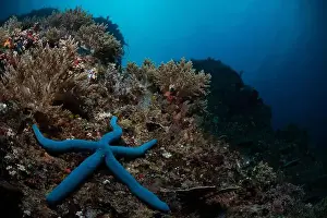 Batu Goso Prints: Reefscape - Bangka Island