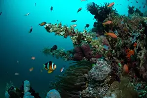 Bosabora Prints: Reefscape - Bangka Island