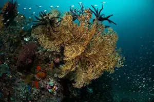 Bosabora Prints: Reefscape - Bangka Island