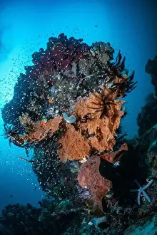 Demak Prints: Reefscape - Bangka Island