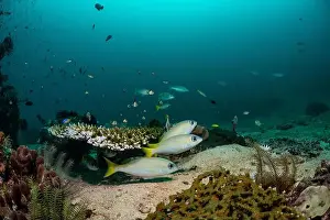 Bosabora Prints: Reefscape - Bangka Island
