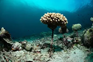 Demak Prints: Reefscape - Bangka Island