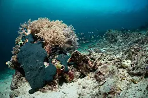 Marine Nature Prints: Reefscape - Bangka Island