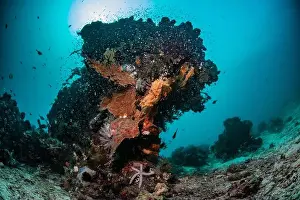 Marine Nature Prints: Reefscape - Bangka Island