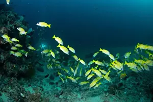 Marine Nature Prints: Reefscape - Bangka Island