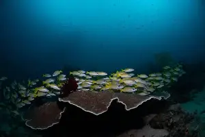 Marine Nature Prints: Reefscape - Bangka Island