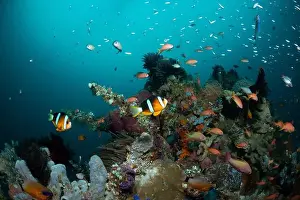Marine Nature Prints: Reefscape - Bangka Island