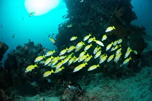 Marine Nature Prints: Reefscape - Bangka Island