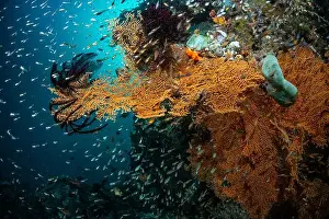 Marine Nature Prints: Reefscape - Bangka Island