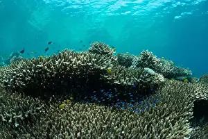 Marine Nature Prints: Reefscape - Bangka Island
