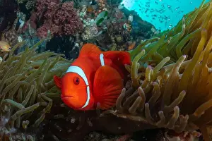 Anemone Fish Prints: Reefscape - Bangka Island