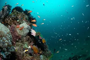 Marine Nature Prints: Reefscape - Bangka Island