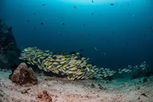 Marine Nature Prints: Reefscape - Bangka Island