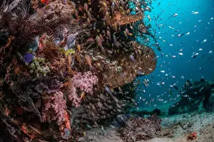 Marine Nature Prints: Reefscape - Bangka Island