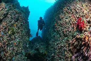 Marine Nature Prints: Reefscape - Bangka Island