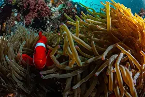 Marine Nature Prints: Reefscape - Bangka Island