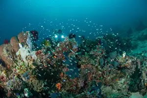 Marine Nature Prints: Reefscape - Bangka Island