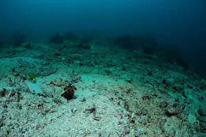 Marine Nature Prints: Reefscape - Bangka Island