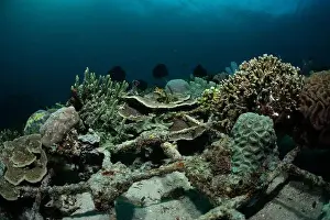 Marine Nature Prints: Reefscape - Bangka Island