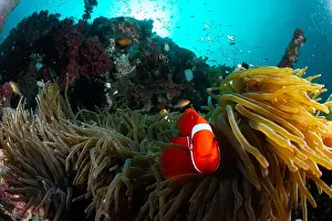 Marine Nature Prints: Reefscape - Bangka Island