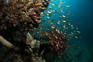 Marine Nature Prints: Reefscape - Bangka Island