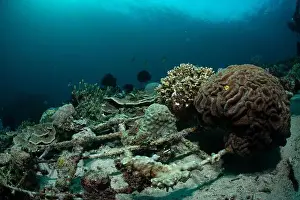 Marine Nature Prints: Reefscape - Bangka Island