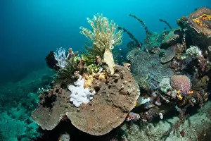 Marine Nature Prints: Reefscape - Bangka Island