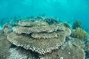 Marine Nature Prints: Reefscape - Bangka Island