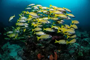 Marine Nature Prints: Reefscape - Bangka Island