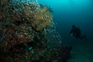 Marine Nature Prints: Reefscape - Bangka Island