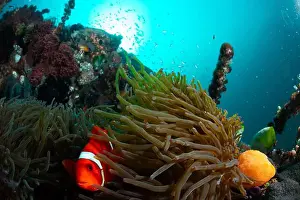 Marine Nature Prints: Reefscape - Bangka Island