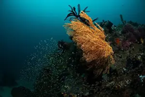 Marine Nature Prints: Reefscape - Bangka Island