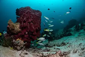 Marine Nature Prints: Reefscape - Bangka Island