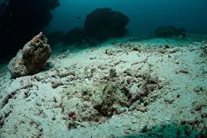 Marine Nature Prints: Reefscape - Bangka Island